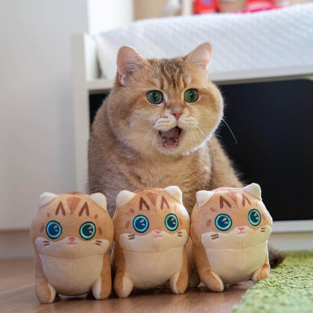 Hosicoさんのインスタグラム写真 - (HosicoInstagram)「Forward, my army! 😲 Hosico mini 👉🏻 Link in bio @hosico_cat」4月5日 16時28分 - hosico_cat