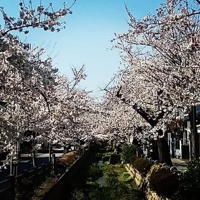ANI さんのインスタグラム写真 - (ANI Instagram)「桜~🌺✨」4月5日 16時29分 - sdp_ani
