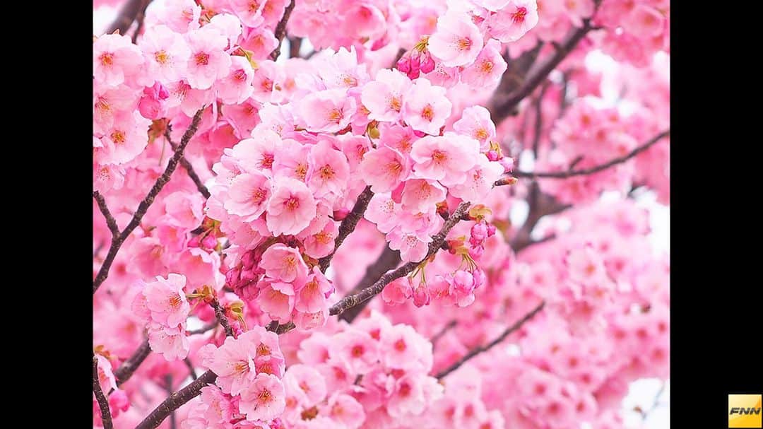 フジテレビ「FNNビデオPost」のインスタグラム：「「ribbon」さんから、満開を迎えたヤマザクラの写真が届きました。 トップページのURLからご覧いただけるビデオPostギャラリーにて、約1カ月間、掲載中です！ #FNNビデオPost #ヤマザクラ #花 #兵庫 #sakura #桜 #サクラ #beautiful #flower #Japan」
