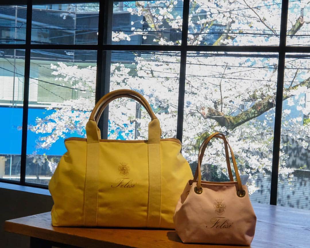 Felisi Japan 〔フェリージ〕さんのインスタグラム写真 - (Felisi Japan 〔フェリージ〕Instagram)「【フェリージ 青山店】 . フェリージの春夏の定番素材のデニム生地（マテリアル記号 : DW）に、今シーズンよりパステル調のピンクとイエローが新色として仲間入りしました。 . . 青山店の目の前の桜が満開を迎えております。お天気も良いので、散歩がてらお気軽にお立ち寄りください。 . . . #felisi #bag #spring #sakura #pink #フェリージ #ハンドバッグ #バッグ #春バッグ #春色 #さくら #桜 #春」4月5日 16時32分 - felisi_japan