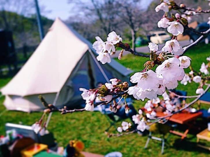 hinata_outdoorさんのインスタグラム写真 - (hinata_outdoorInstagram)「@harapecodesuさんのpic✨⠀ ⠀ 遠近法で美しい桜とテントの🏕⠀ コントラストに拍手です👏🌸⠀ 鮮やかな色彩が春を感じますね☺️🎶⠀ ⠀ ⠀⠀ 〜今年も見納め👀👏桜とテントの共演お花見キャンプ🌸🏕〜⠀ ⠀ 待ち望んだ桜も、咲いてから散るまではあっという間…🥺今年も見事な桜とコラボレーションしているキャンプサイト写真をご紹介します😆🙌⠀ ⠀ ⠀⠀ 🌳🌲🌼🌳🌲🌲🌳🌲🌳🌲🌻🌳🌳⠀ #hinataoutdoor を付けて⠀ アウトドア風景を投稿してください😊⠀ 🌳🌲🌳🌲🌻🌲🌳🌲🌳🌼🌲🌳🌳 ⠀ ⠀⠀ 素敵なお写真はリポストさせて頂きます✨ ⠀ ⠀⠀ 🚙キャンプや山登りのアウトドア情報はプロフィールのURLから ➡ @hinata_outdoor ⠀ ⠀ ⠀ ⠀⠀ 🍖美味しそうなキャンプ料理の写真は➡️⠀ @hinata_gohan⠀ *⠀ *⠀ #キャンプ #春キャンプ #お花見キャンプ #アウトドア #アウトドアギア #桜 #サクラ#絶景キャンプ #campgear #outdoorgear #camp #campliving #outdoor #campstyle #camping #campinglife #camplife #outdoorstyle #outdoors #outdoorliving #outdoorlife #hinataoutdoor #フォローミー #followme」4月5日 22時01分 - hinata_outdoor