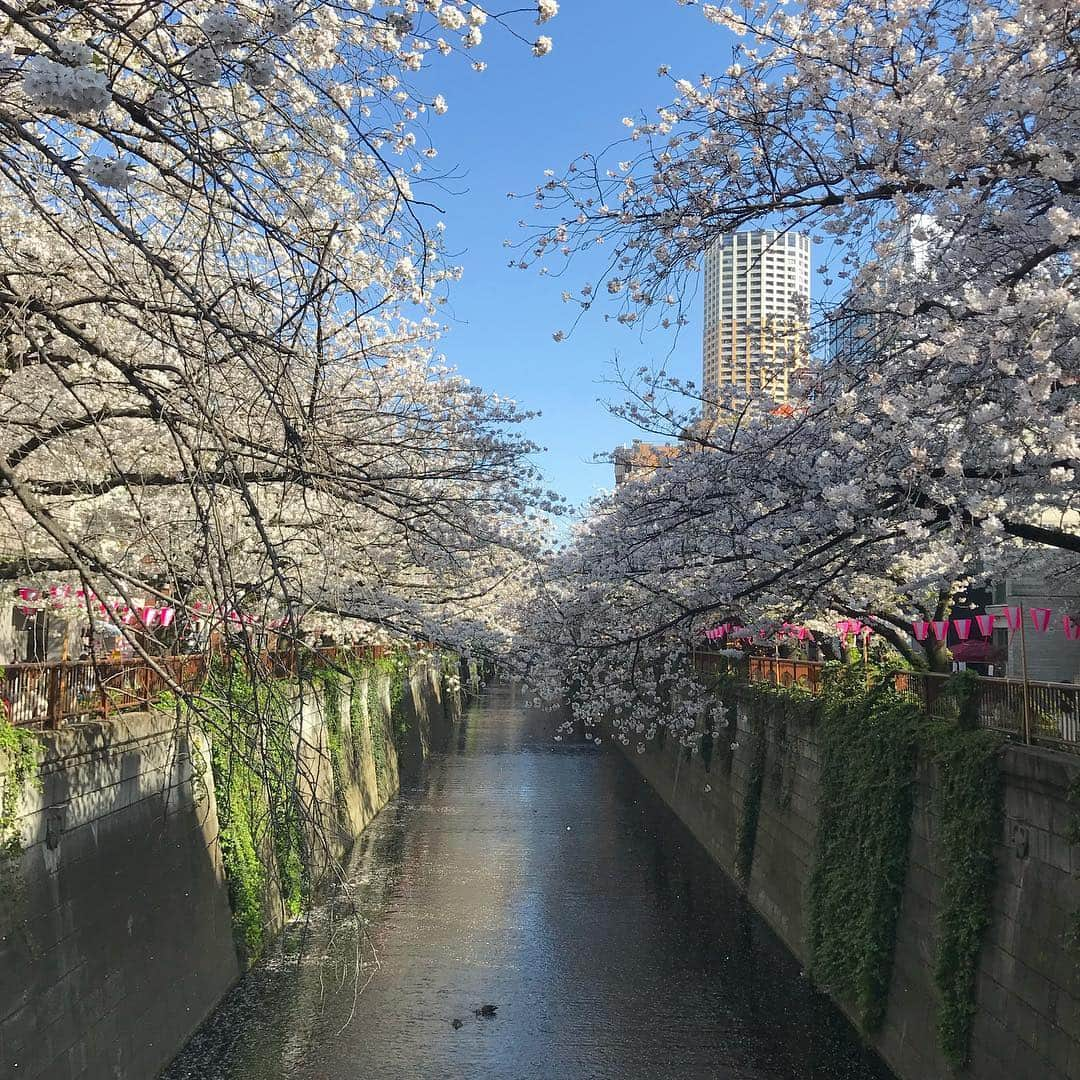 山本優菜さんのインスタグラム写真 - (山本優菜Instagram)「桜見に行って来た。  桜2屋台8の割合。w  綺麗だったけどめっちゃ風強かった～  あ、いつもとコンタクト違くて萎え  #目黒川の桜 #中目黒 #花見」4月5日 22時03分 - yamamoto__yuna