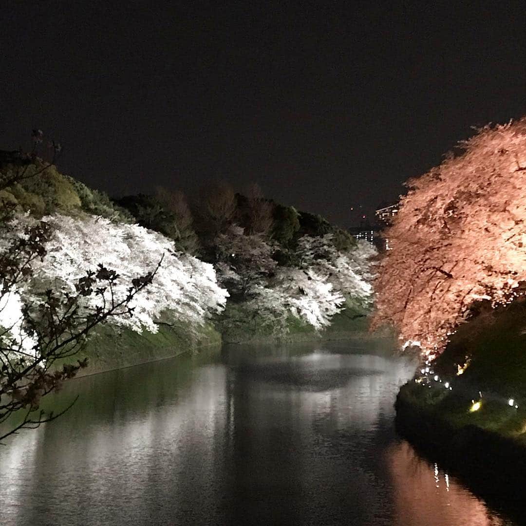 加藤章太郎さんのインスタグラム写真 - (加藤章太郎Instagram)「満開🌸 #cherryblossom#sakura#spring#tokyo#japan」4月5日 22時05分 - __shotaro__