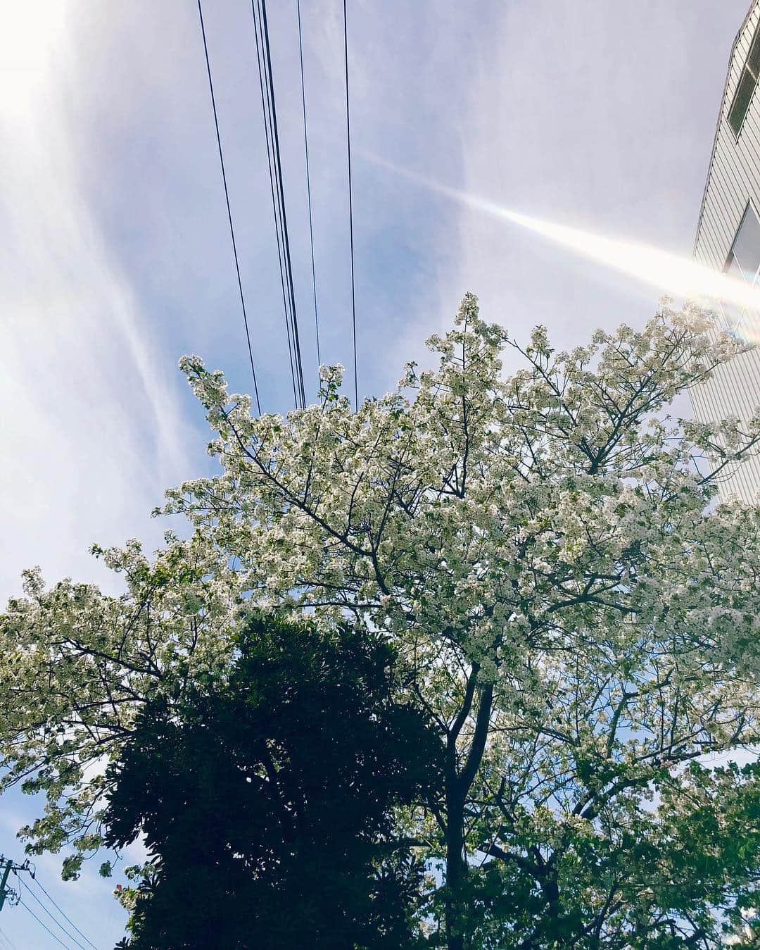 馬庭良介さんのインスタグラム写真 - (馬庭良介Instagram)「It was a nice weather and I felt like spring has finally came to our hometown. Guys, spring is here in Japan. #cherryblossom #tokyo #spring #桜 #いらっしゃい」4月5日 22時07分 - maniwa_ryosuke