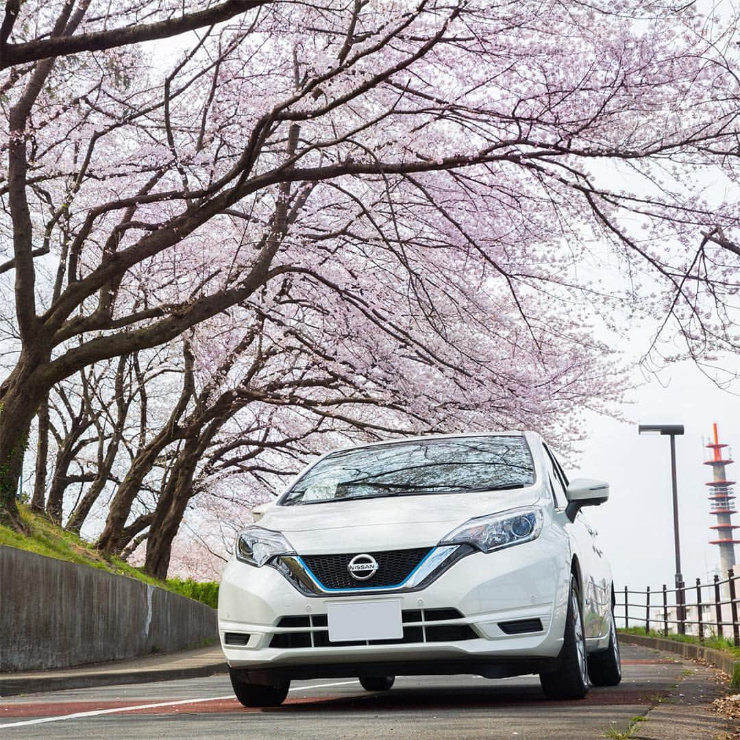 日産自動車さんのインスタグラム写真 - (日産自動車Instagram)「暖かな陽気の中 #日産ノートePOWER で #桜 散策。 #横浜 市内の公園では、ご家族や会社の #お花見 で賑わっていました。 . @nissanjapan では #5523 をつけた素敵な写真をリポストでご紹介させていただいています。日産にまつわる素敵なお写真お待ちしています！ . #日産ノート #ePOWER #サクラ #🌸 #cherryblossoms #🚙 #日産 #ニッサン #Nissan #nissanjapan」4月5日 16時43分 - nissanjapan