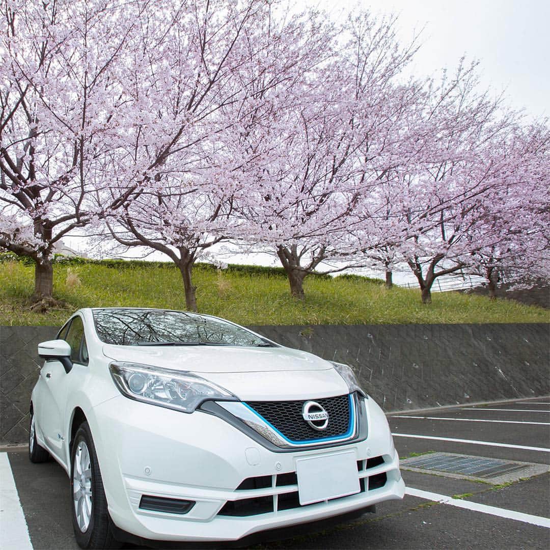日産自動車さんのインスタグラム写真 - (日産自動車Instagram)「暖かな陽気の中 #日産ノートePOWER で #桜 散策。 #横浜 市内の公園では、ご家族や会社の #お花見 で賑わっていました。 . @nissanjapan では #5523 をつけた素敵な写真をリポストでご紹介させていただいています。日産にまつわる素敵なお写真お待ちしています！ . #日産ノート #ePOWER #サクラ #🌸 #cherryblossoms #🚙 #日産 #ニッサン #Nissan #nissanjapan」4月5日 16時43分 - nissanjapan