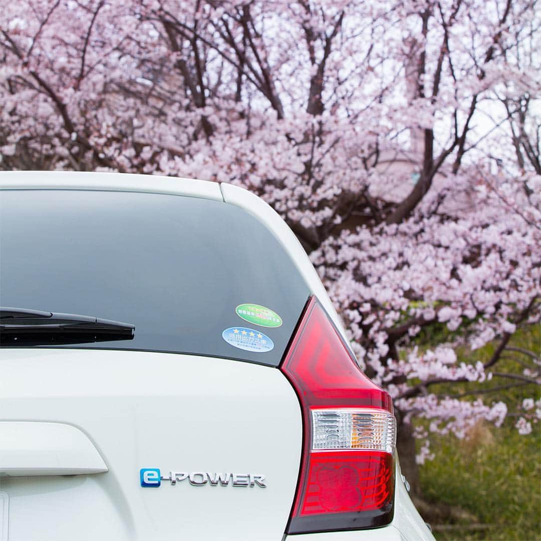 日産自動車さんのインスタグラム写真 - (日産自動車Instagram)「暖かな陽気の中 #日産ノートePOWER で #桜 散策。 #横浜 市内の公園では、ご家族や会社の #お花見 で賑わっていました。 . @nissanjapan では #5523 をつけた素敵な写真をリポストでご紹介させていただいています。日産にまつわる素敵なお写真お待ちしています！ . #日産ノート #ePOWER #サクラ #🌸 #cherryblossoms #🚙 #日産 #ニッサン #Nissan #nissanjapan」4月5日 16時43分 - nissanjapan