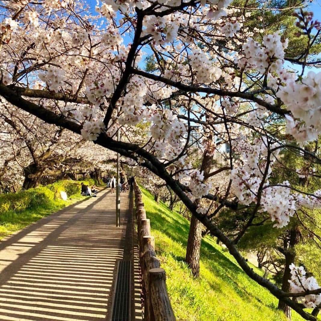 ホテル ニューオータニさんのインスタグラム写真 - (ホテル ニューオータニInstagram)「Don’t miss the best time for OHANAMI(cherry blossom viewing)! The road that takes you from Yotsuya station to Hotel New Otani Tokyo will lead the way with a tunnel of pink petals. ホテル周辺の桜も見頃を迎えています。四ツ谷駅からお越しの際は、ぜひ「桜のトンネル」を通ってホテルニューオータニへ。 #ホテルニューオータニ  #ホテルニューオータニ東京  #ニューオータニ  #四ツ谷  #桜 #桜のトンネル #お花見 #cherryblossoms  #sakura  #tunnel @hotelnewotanitokyo #newotanitokyo  #preferredhotels  #japantrip」4月5日 16時48分 - hotelnewotanitokyo