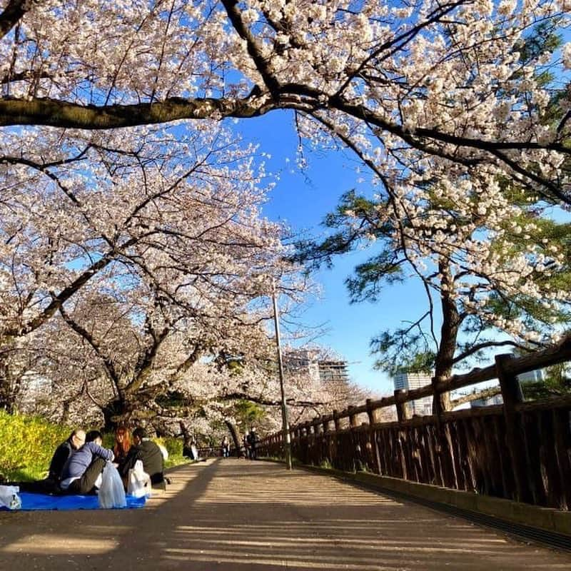 ホテル ニューオータニさんのインスタグラム写真 - (ホテル ニューオータニInstagram)「Don’t miss the best time for OHANAMI(cherry blossom viewing)! The road that takes you from Yotsuya station to Hotel New Otani Tokyo will lead the way with a tunnel of pink petals. ホテル周辺の桜も見頃を迎えています。四ツ谷駅からお越しの際は、ぜひ「桜のトンネル」を通ってホテルニューオータニへ。 #ホテルニューオータニ  #ホテルニューオータニ東京  #ニューオータニ  #四ツ谷  #桜 #桜のトンネル #お花見 #cherryblossoms  #sakura  #tunnel @hotelnewotanitokyo #newotanitokyo  #preferredhotels  #japantrip」4月5日 16時48分 - hotelnewotanitokyo