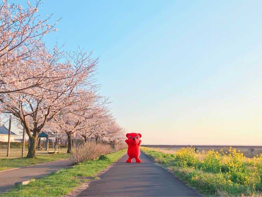 チーバくんさんのインスタグラム写真 - (チーバくんInstagram)「春が来たよ🌸 #さくら  #菜の花  #お花見  #桜のトンネル  #関宿城  #県境  #茨城県  #チーバくん  #chibakun  #千葉県  #chiba  #野田市  #関宿  #関宿にこにこ水辺公園」4月5日 16時49分 - chibakun0111