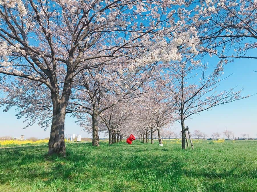 チーバくんさんのインスタグラム写真 - (チーバくんInstagram)「春が来たよ🌸 #さくら  #菜の花  #お花見  #桜のトンネル  #関宿城  #県境  #茨城県  #チーバくん  #chibakun  #千葉県  #chiba  #野田市  #関宿  #関宿にこにこ水辺公園」4月5日 16時49分 - chibakun0111