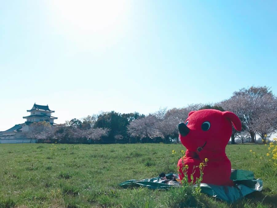 チーバくんさんのインスタグラム写真 - (チーバくんInstagram)「春が来たよ🌸 #さくら  #菜の花  #お花見  #桜のトンネル  #関宿城  #県境  #茨城県  #チーバくん  #chibakun  #千葉県  #chiba  #野田市  #関宿  #関宿にこにこ水辺公園」4月5日 16時49分 - chibakun0111