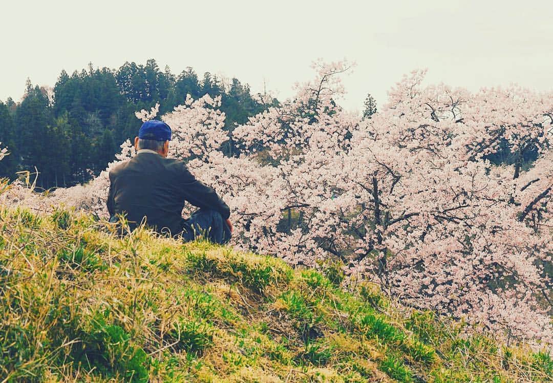 Rediscover Fukushimaさんのインスタグラム写真 - (Rediscover FukushimaInstagram)「Nearly time for the weeping cherry blossom at Kassenba (Nihonmatsu City) to bloom!」4月5日 17時02分 - rediscoverfukushima