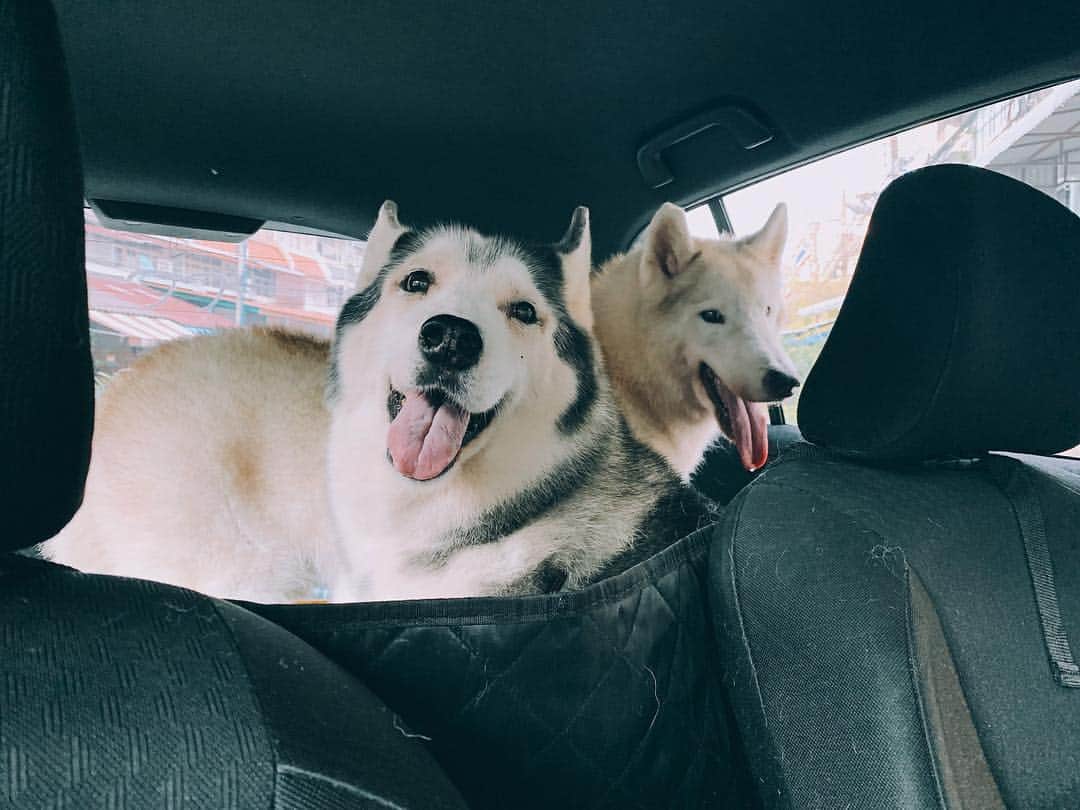 r_oseのインスタグラム：「How are you up there? 🌈☁️ I miss your smile and your sense of joy🐺 I miss you so much..🖤〰️ #siberianhusky」