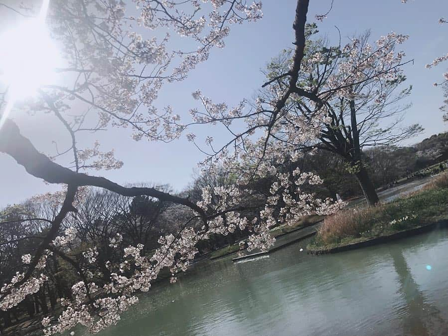 山本夢さんのインスタグラム写真 - (山本夢Instagram)「チューリップ × 菜の花 × 桜 × 青い空  最高の 春のグラデーション。  #桜 #花見  #チューリップ #菜の花 #花#flowers  #flowerstagram  #花のある風景  #spring」4月5日 16時56分 - yume_yamamoto_ue