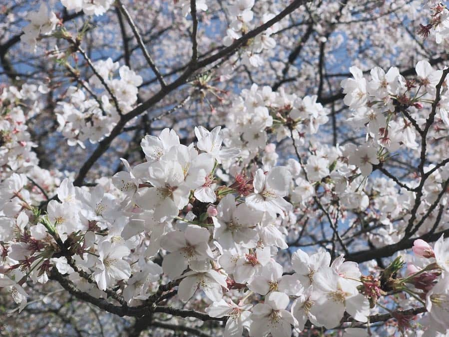 山本夢さんのインスタグラム写真 - (山本夢Instagram)「チューリップ × 菜の花 × 桜 × 青い空  最高の 春のグラデーション。  #桜 #花見  #チューリップ #菜の花 #花#flowers  #flowerstagram  #花のある風景  #spring」4月5日 16時56分 - yume_yamamoto_ue