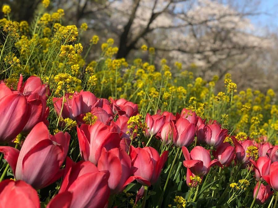 山本夢さんのインスタグラム写真 - (山本夢Instagram)「チューリップ × 菜の花 × 桜 × 青い空  最高の 春のグラデーション。  #桜 #花見  #チューリップ #菜の花 #花#flowers  #flowerstagram  #花のある風景  #spring」4月5日 16時56分 - yume_yamamoto_ue