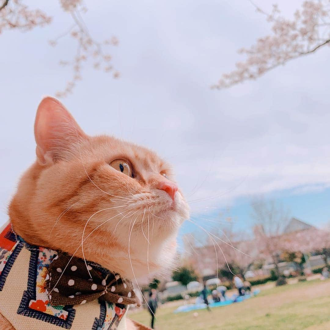 コテツさんのインスタグラム写真 - (コテツInstagram)「2019/4/5 お姉ちゃんと近所の桜見てきたにゃ🌸 隣に座ってたおばちゃん達に 「にゃんこお腹おっきいな。 足短いからお腹大きいんか」 と言われたよ😂 失礼にゃ😡 来年も元気にお花見したいな🌸 . #お花見猫パーチー . #idogsnsモニター応募  コテツ ⑤希望します . #ねこにすとパネル希望 #ペピ友 #pepy春のフォトコンcat #朝ワンコ夕ニャンコ  @beautypro_contest  #ビューティープロコンテスト  #pecoマガジン表紙デビュー  #フィリックスpeco @fujifilm_photois  #50000人の写真展  #大切な家族  #photois #大阪」4月5日 16時59分 - kotetuchan