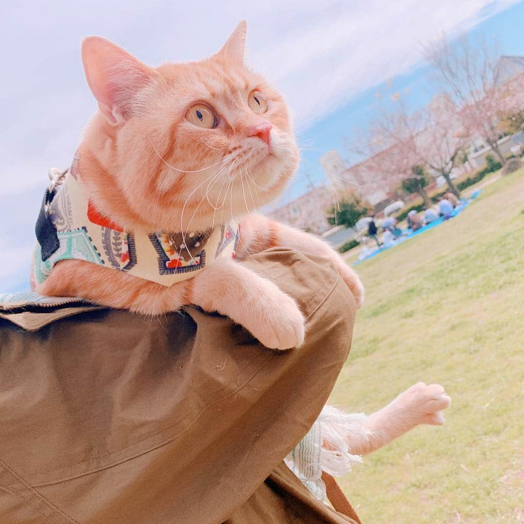 コテツさんのインスタグラム写真 - (コテツInstagram)「2019/4/5 お姉ちゃんと近所の桜見てきたにゃ🌸 隣に座ってたおばちゃん達に 「にゃんこお腹おっきいな。 足短いからお腹大きいんか」 と言われたよ😂 失礼にゃ😡 来年も元気にお花見したいな🌸 . #お花見猫パーチー . #idogsnsモニター応募  コテツ ⑤希望します . #ねこにすとパネル希望 #ペピ友 #pepy春のフォトコンcat #朝ワンコ夕ニャンコ  @beautypro_contest  #ビューティープロコンテスト  #pecoマガジン表紙デビュー  #フィリックスpeco @fujifilm_photois  #50000人の写真展  #大切な家族  #photois #大阪」4月5日 16時59分 - kotetuchan