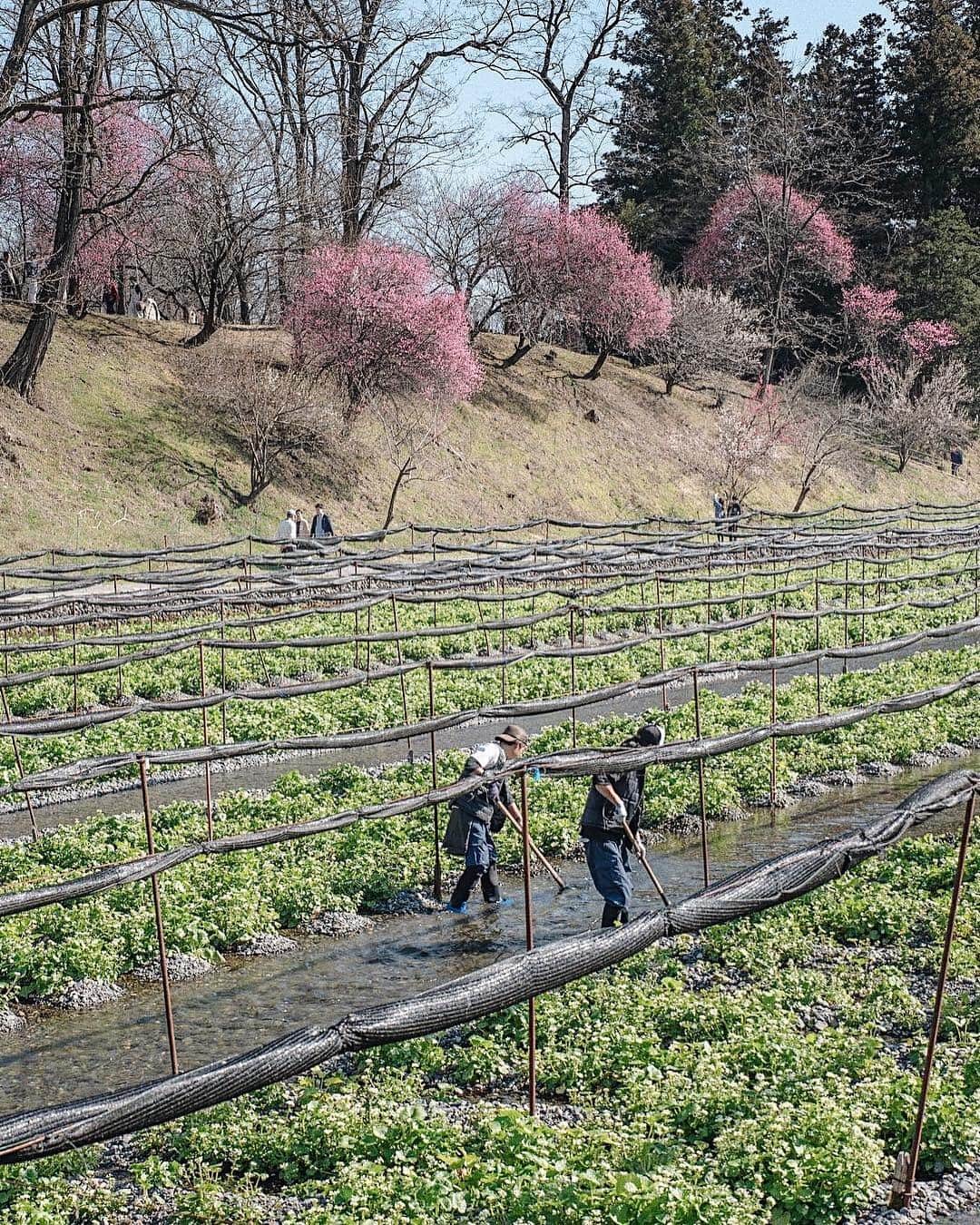 ?長野県 観光 公式インスタグラム のグルメインスタ