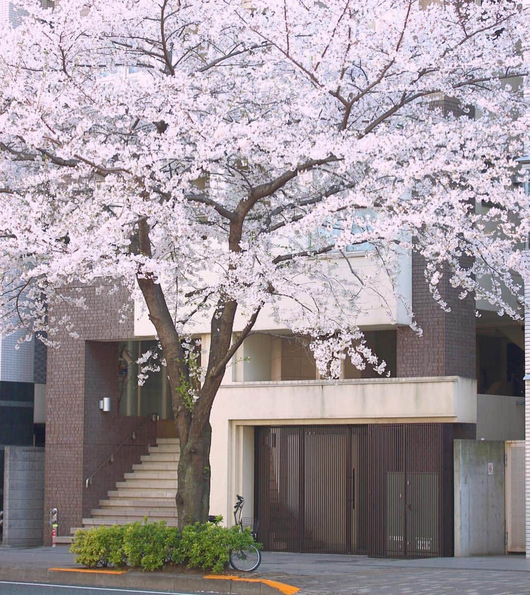 ビズーさんのインスタグラム写真 - (ビズーInstagram)「ビズーのオフィス近くには、綺麗な桜並木があります。みなさん、通りを歩く人たちも、微笑んで眺めたり、写真を撮ったりと、とっても嬉しそう。桜は春とともに幸せも運んでくるんだなぁと、しみじみ感じます。 ・ そんな桜たちを眺めながらデザインされた「サクラコフレ」と「サクラブーケ」。ホンモノの桜とコラボして撮影してみました♩ ・ ぜひ週末は、みなさんもビズーと一緒にお花見を楽しんでくださいね！ ・ ・ #ビズー手元くら部 ・ ・ #bizoux #ビズー #jewelry #fashion #birthstone #ring #リング #ネックレス #ピアス #誕生石 #自由が丘 #銀座 #新宿 #心斎橋 #神戸 #名古屋 #仙台 #💍 #桜 #お花見 #春コーデ」4月5日 17時12分 - bizoux_jewelry