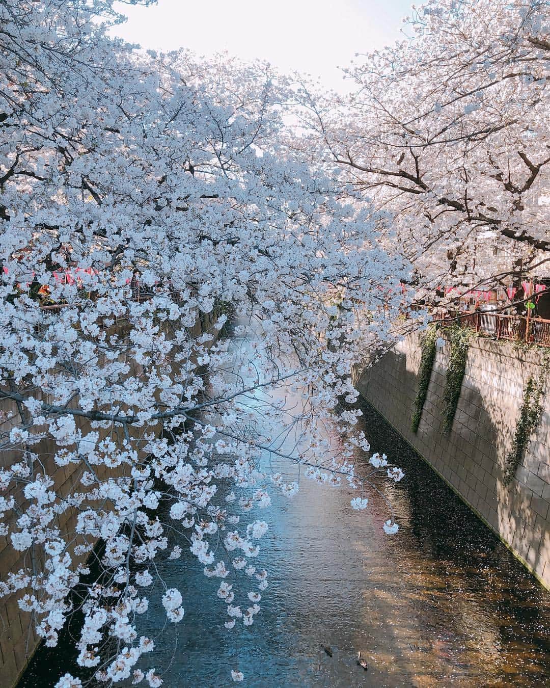 黛英里佳さんのインスタグラム写真 - (黛英里佳Instagram)「毎年たくさんの人が集まる中目黒にも行ってきました。 まさに満開🤗🌸 儚い桜の季節、思いっきり楽しみたいと思います☺️ #お花見シリーズ#変な口😂#🌸」4月5日 17時06分 - erikamayuzumi_official