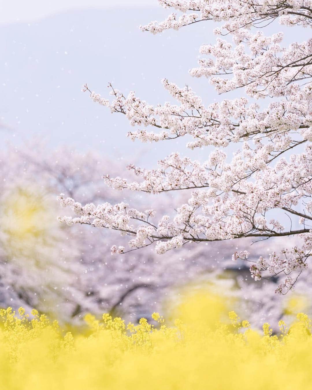 関西電力株式会社さんのインスタグラム写真 - (関西電力株式会社Instagram)「250万本の菜の花が咲き乱れる藤原宮跡。菜の花畑と桜のコラボレーションを楽しむことができます。 .※写真は2018年4月のものです。 . ただいま関西電力Instagramでフォトコンテスト開催中♪ 詳細はプロフィールのURLよりご覧ください。 皆さまのご参加をお待ちしています！ . #藤原宮跡 #奈良 #nara #菜の花 #菜の花畑 #桜  #お花見 #春 #満開 #はなまっぷ  #花のある生活 #spring #ザ花部 #絶景 #日帰り旅行 #貴重な体験 #小旅行 #love_bestjapan #unknownjapan #loves_united_japan #日本の風景　#ファインダーは私のキャンバス  #カメラのある生活　#景色最高　#tripgramjp #写真は心のシャッター #お写ん歩 #best_moments_shots #その旅に物語を  #インスタスポット」4月5日 17時13分 - kanden.jp