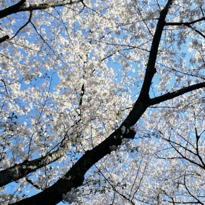 杉山由紀子のインスタグラム：「いい天気💖 * 🌸と鳥の声がいい感じ✨✨ * * * #散歩 #サクラ #🌸 #お花見 #鳥 #可愛い #最高 #テンションあがる #青空」