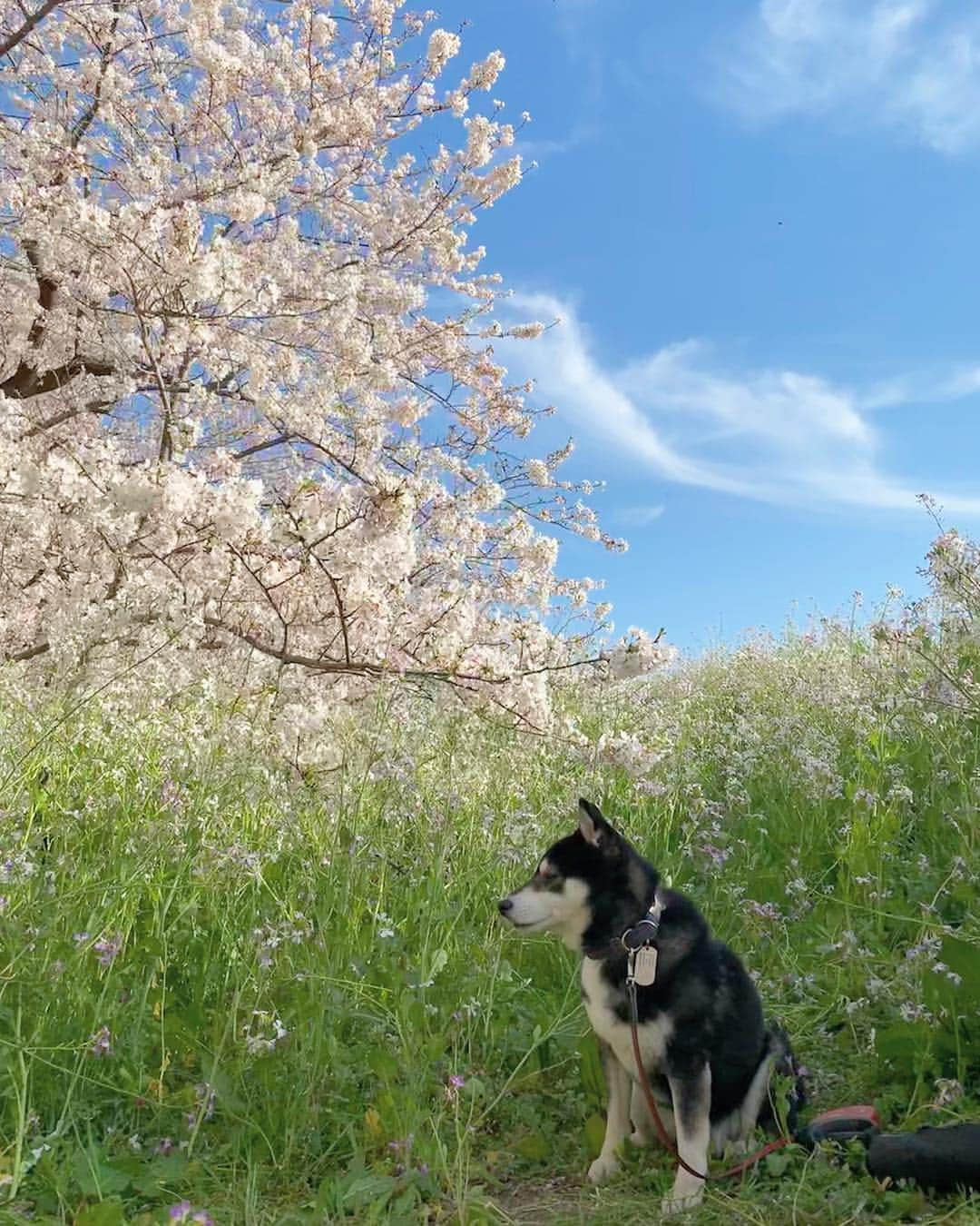 くろさんのインスタグラム写真 - (くろInstagram)「🌸お花見散歩🐾 #ソメイヨシノ #cherryblossom  #柴犬と桜 #桜と柴犬 #黒柴と桜 #桜と黒柴 #kuroshiba #blackshiba #shibainu #shibastagram #instadog #dogstagram #柴犬 #黒柴 #日本犬 #和犬 #いぬら部 #ふわもこ部 #柴犬部 #モフモフ生命体 #柴犬のいる暮らし #わんこのいる暮らし #わんこのいる生活 #わんこと一緒 #わんダフォ #わんだふるjapan」4月5日 17時15分 - m6bmw