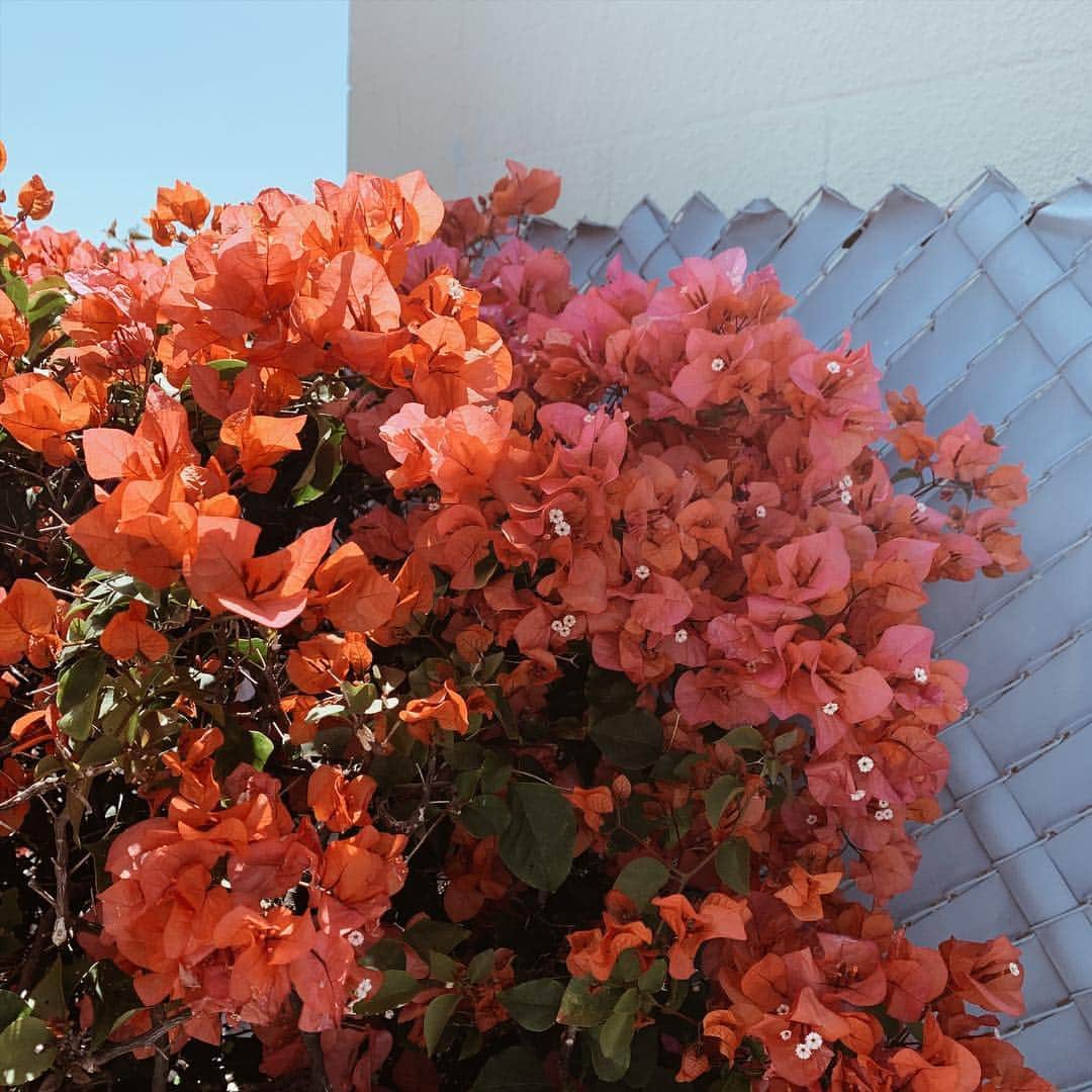 のインスタグラム：「大好きなブーゲンビリア🌺  この色特に可愛い🥰 ちなみに、花びらに見える赤い部分は葉っぱらしいです🙄 実際の "花" は真ん中の白いちっちゃいやつなんだそう #偉そうに言っといて #wikipediaから学びました #たった先程 ・ ・ ・ #ブーゲンビリア #Bougainvillea #ハワイ #Hawaii #hawaiilife #ハワイ生活 #waikiki #ハワイ暮らし」