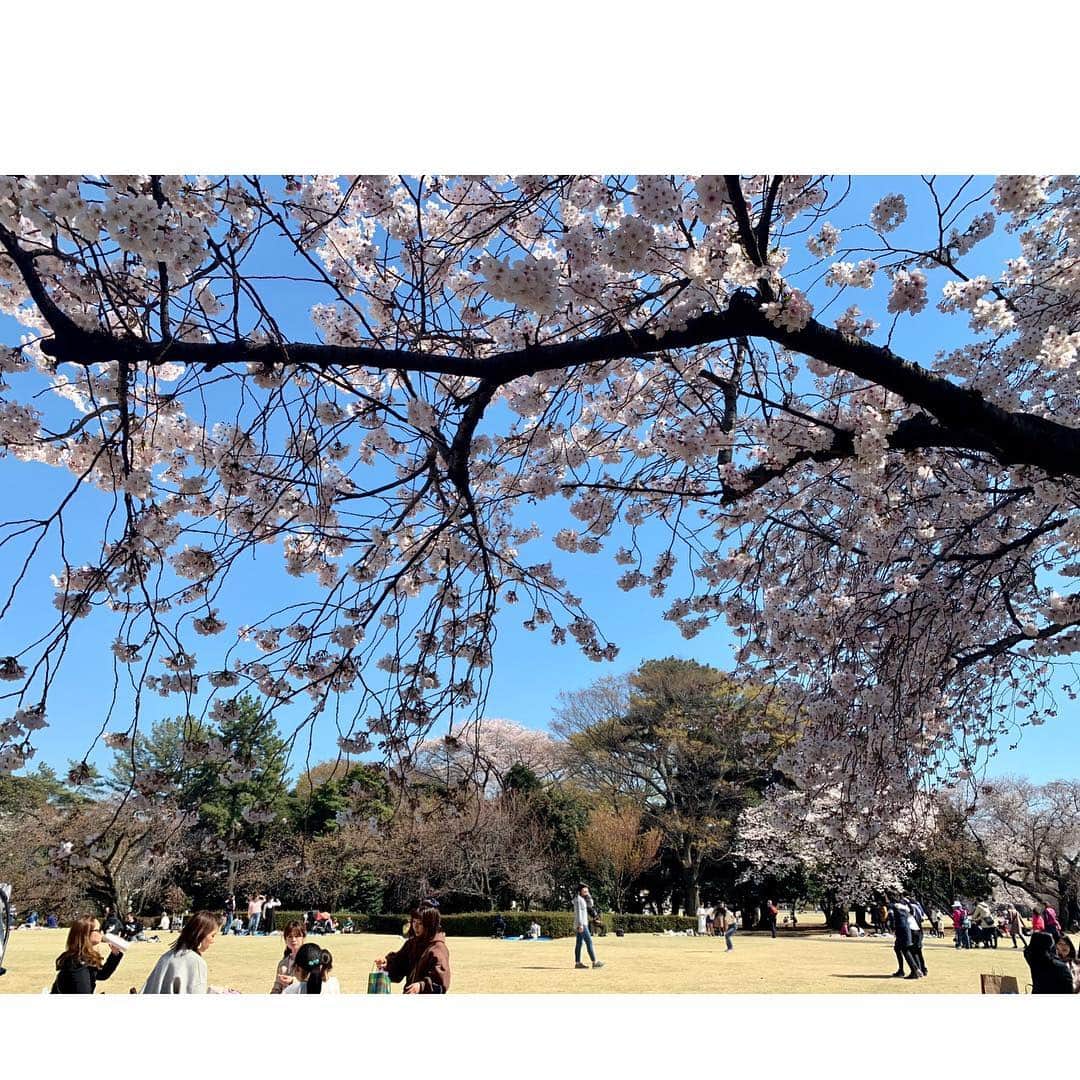 沢希理寿さんのインスタグラム写真 - (沢希理寿Instagram)「お花見してきました🌸🌸 #新宿御苑へー！ 満開の桜🌸🌸 迫力のある桜見ることができました！ お天気が良かったからどこを撮っても本当に綺麗ー❤️ #夜桜も見ました🌸 #不忍池の桜 水面に映る感じも素敵でした😍  まだまだ桜綺麗に咲いています 毎年思うけど散るのが悲しいですね😢  #お花見#桜#上野公園」4月5日 17時27分 - rizu_sawaki
