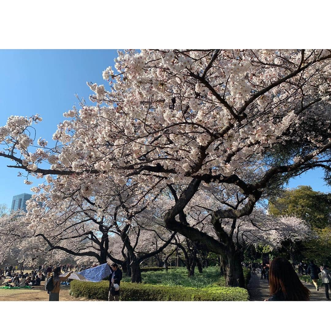 沢希理寿さんのインスタグラム写真 - (沢希理寿Instagram)「お花見してきました🌸🌸 #新宿御苑へー！ 満開の桜🌸🌸 迫力のある桜見ることができました！ お天気が良かったからどこを撮っても本当に綺麗ー❤️ #夜桜も見ました🌸 #不忍池の桜 水面に映る感じも素敵でした😍  まだまだ桜綺麗に咲いています 毎年思うけど散るのが悲しいですね😢  #お花見#桜#上野公園」4月5日 17時27分 - rizu_sawaki