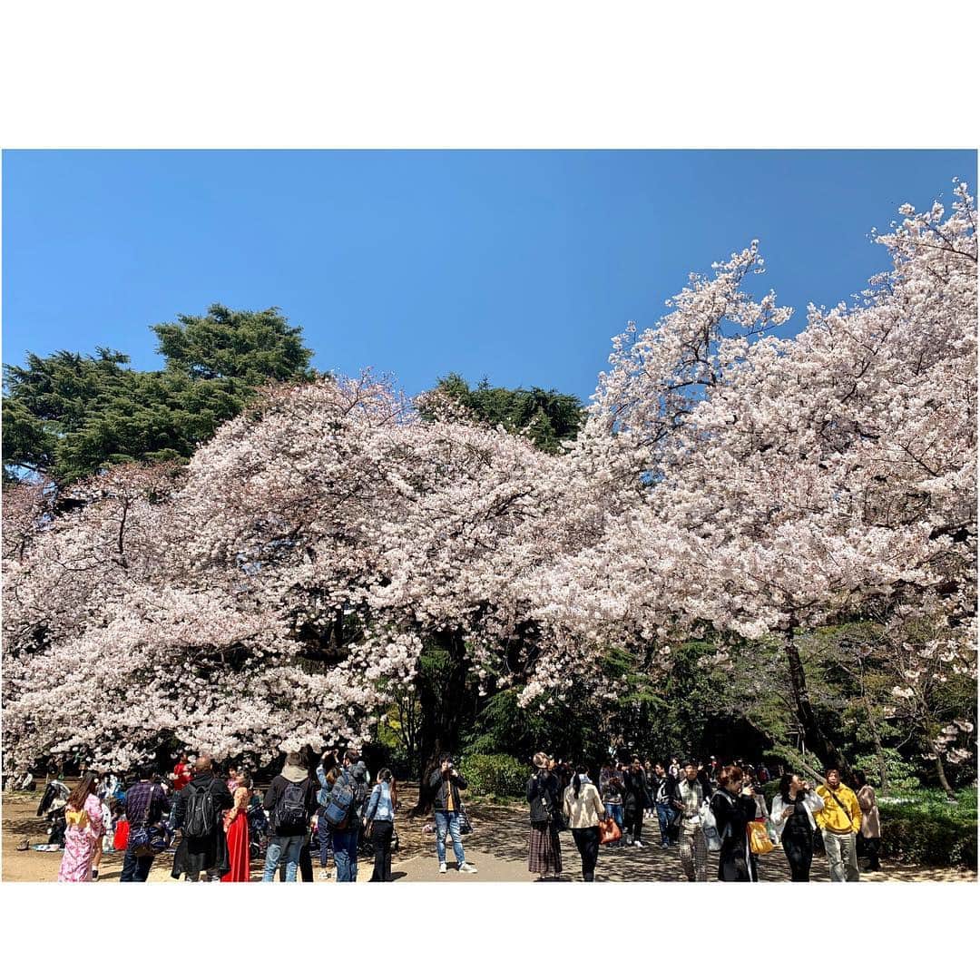 沢希理寿さんのインスタグラム写真 - (沢希理寿Instagram)「お花見してきました🌸🌸 #新宿御苑へー！ 満開の桜🌸🌸 迫力のある桜見ることができました！ お天気が良かったからどこを撮っても本当に綺麗ー❤️ #夜桜も見ました🌸 #不忍池の桜 水面に映る感じも素敵でした😍  まだまだ桜綺麗に咲いています 毎年思うけど散るのが悲しいですね😢  #お花見#桜#上野公園」4月5日 17時27分 - rizu_sawaki