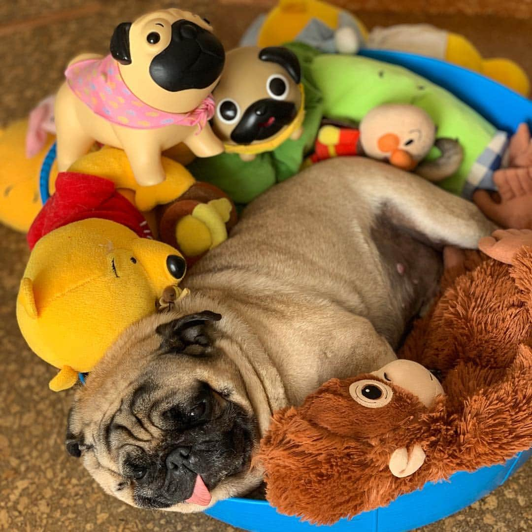 gontaさんのインスタグラム写真 - (gontaInstagram)「Happy Friday is very warm today😊#keelyafternoontea #Gonta2#speakpug #smilingpugs #pugjapan #love#pug #instpug #pugshit #pugsofinstagram #zerozeropug #worldofpug」4月5日 17時30分 - gehhah