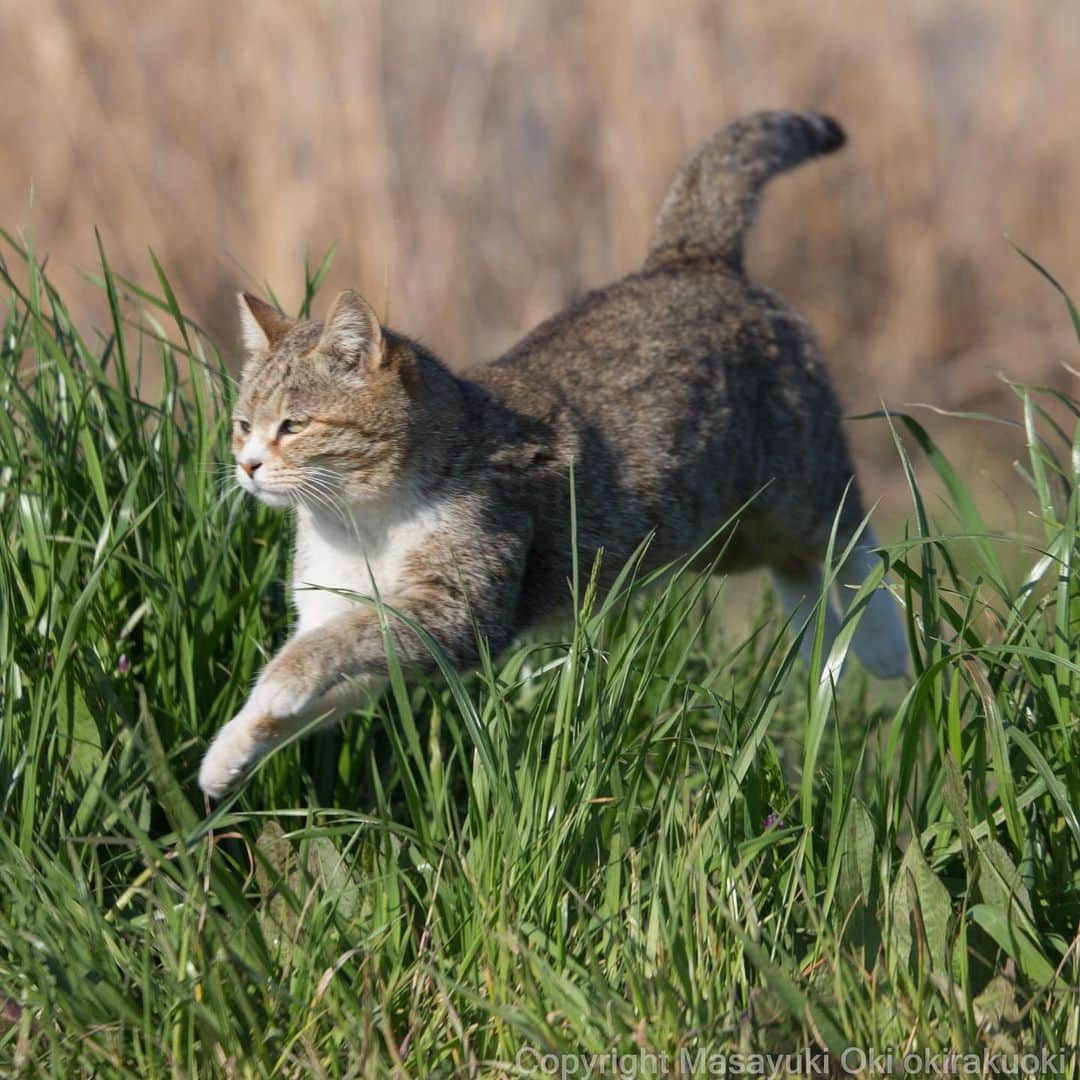 Masayukiさんのインスタグラム写真 - (MasayukiInstagram)「春を越える。  #cat #ねこ」4月5日 17時38分 - okirakuoki