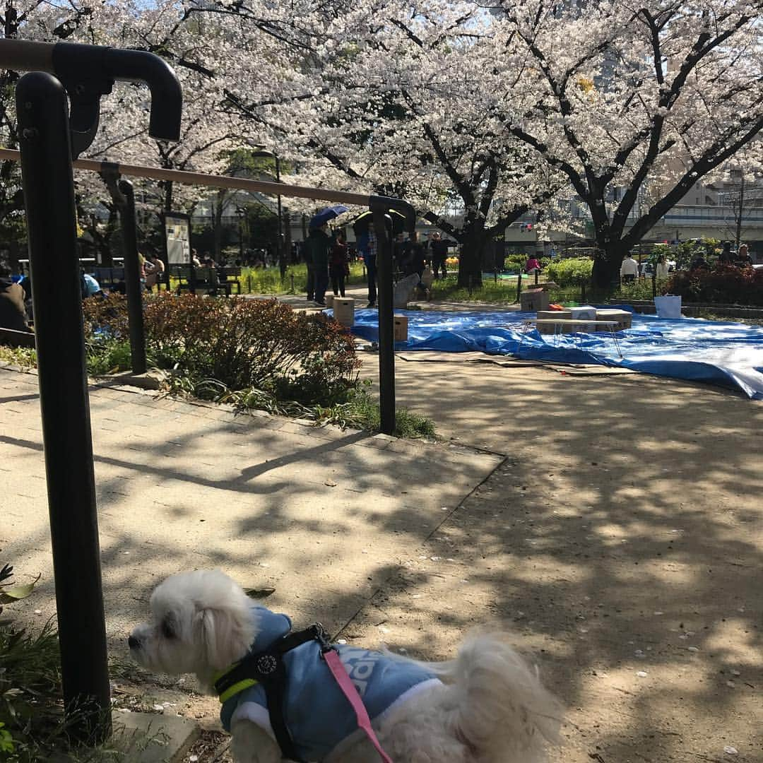 本田裕子さんのインスタグラム写真 - (本田裕子Instagram)「東京は🌸満開✨ . 今日は昼ごろ一旦🏠帰宅して、 ようやく、まりんの生理とさかりが終わったから、まりんと約束してた🐾お散歩に行って来ました〜🚶‍♀️🐶💕 . いいお天気で☀️🌸めっちゃ気持ち良かったあ( ◠‿◠ )✨ . その後、そのまま🛀まりんをお風呂に入れてドライヤーかけて、オヤツあげて洗濯して出て、アポが終わったところで、母ちゃんはいい疲労感🗣笑 . でも、まりんが嬉しそうなのが ほんと最高に嬉しい！！ . そして、一緒に気持ちよく 季節を・風を・太陽を・景色を・空気を感じる幸せったら、ない☺️♡ . 今頃はたぶん、気持ちよくお昼寝しとるやろうな🐶笑 . さてと、一息ついたことだし🥤 今日はあと1件💪（＾∇＾） . あ〜あと3、4日🌸咲いててくれるかな♡ . …… #東京は桜が満開 #気持ちいい天気 #愛娘 #まりん #ようやく #ヒート終わった #さかりも #マルチーズ #いい疲労感 #一緒に季節を感じる #風を感じ #太陽を浴びて #まりんはもうすぐ大好きな人とデート♡ #だから #綺麗におめかし。笑 #だって女の子だもん #マルチーズ大好き #母ちゃん幸せ #親バカ #犬なしでは生きていけません会 #いい季節 #本田裕子」4月5日 17時33分 - rinrin_yuko