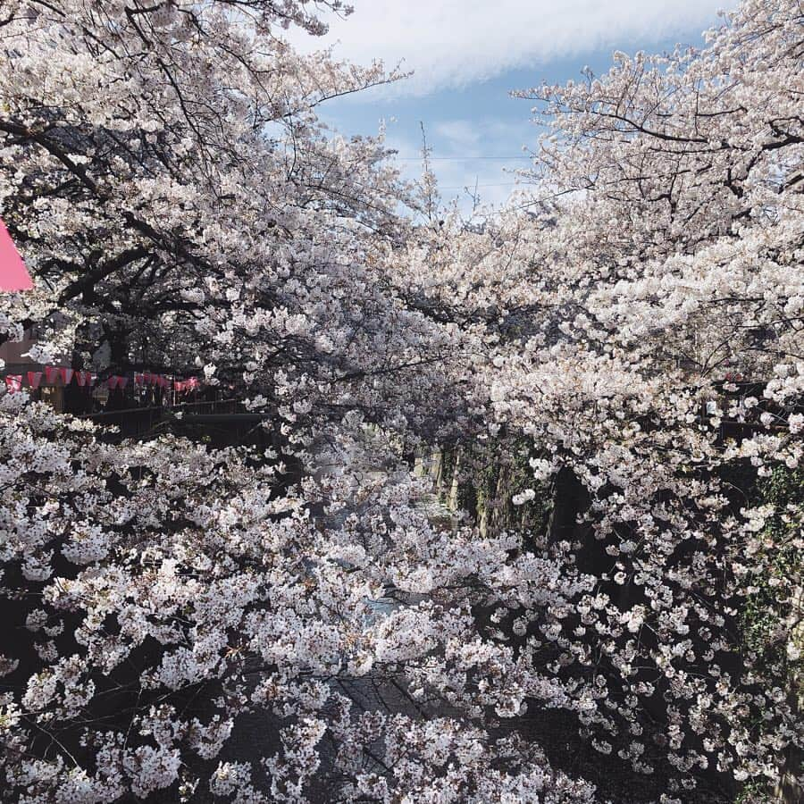 市野莉佳さんのインスタグラム写真 - (市野莉佳Instagram)「. 地元の友達と 目黒川の桜並木に行ってきた🌸 #リカスタグラム #ダンスの時のお友達で #久しぶりに3人で遊んだ #たのしかったー #目黒川」4月5日 17時40分 - ichirika_62