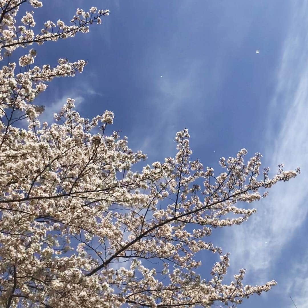 高見侑里さんのインスタグラム写真 - (高見侑里Instagram)「◡̈♥︎ 青空と桜🌸」4月5日 17時49分 - yuri_takami_official