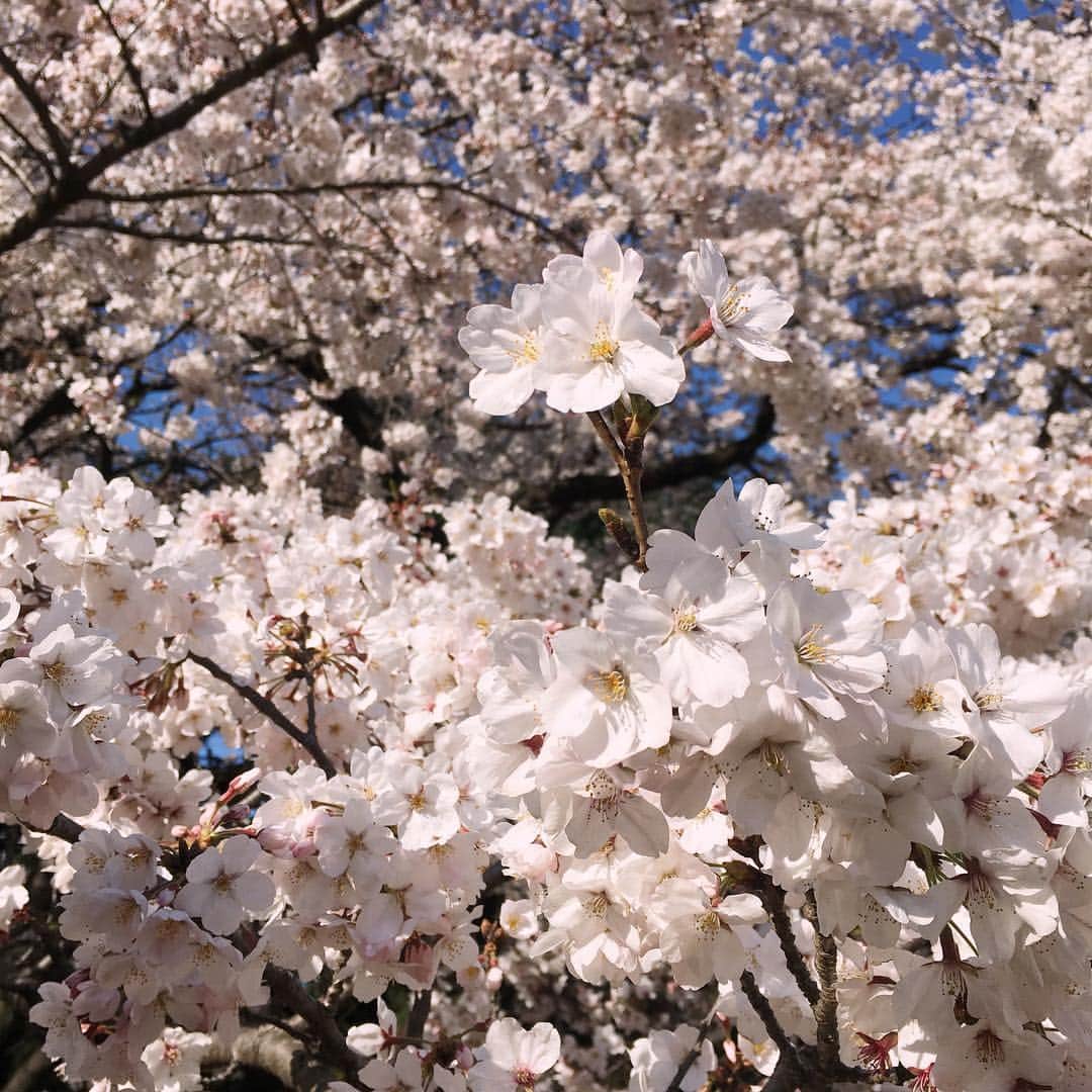 小山内花凜さんのインスタグラム写真 - (小山内花凜Instagram)「春らしいポカポカ陽気〜﻿ ﻿ 昨日からようやく春服が着れて﻿ 私はとても嬉しいです☺︎﻿ ﻿ 昨日の桜の写真﻿ 撮ったので載せます🌸」4月5日 17時58分 - karin_osanai