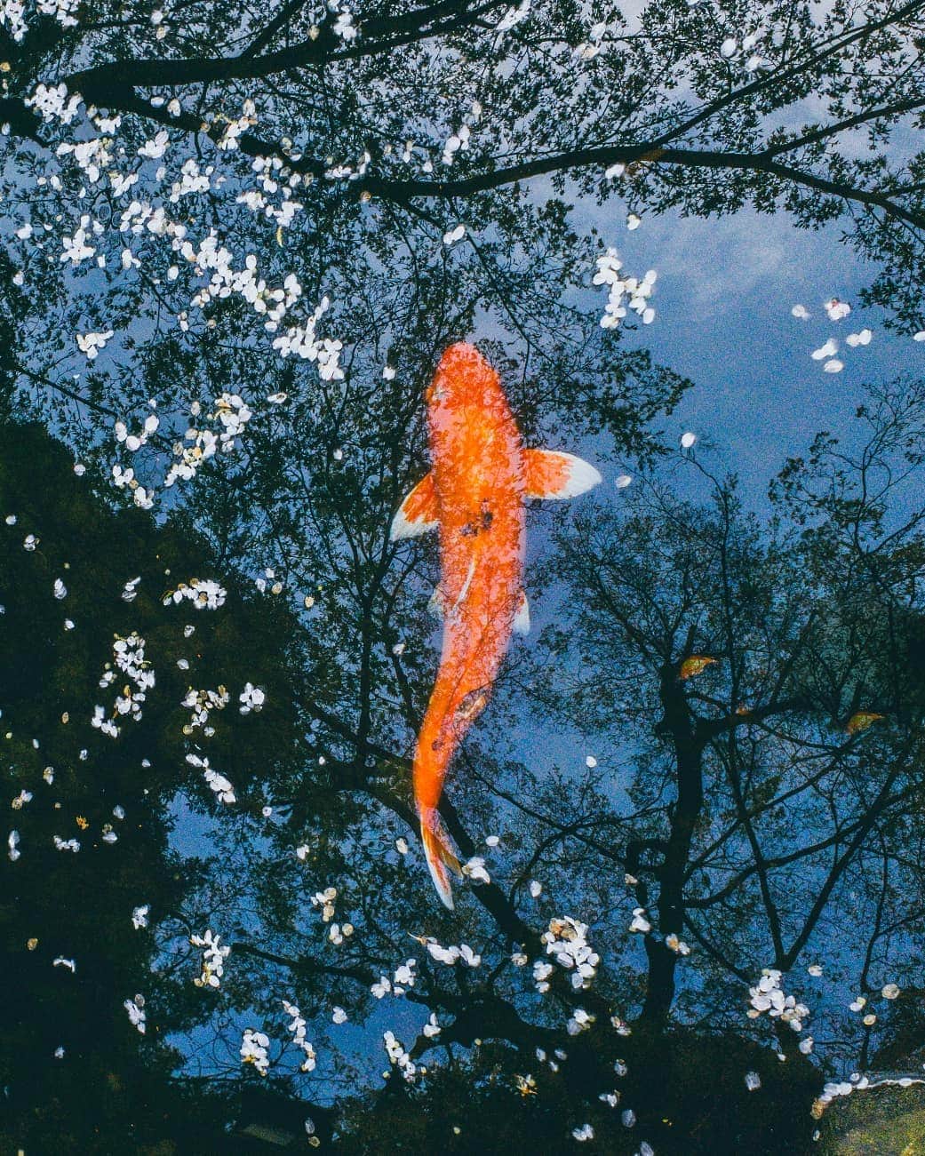 Galaxy Mobile Japanさんのインスタグラム写真 - (Galaxy Mobile JapanInstagram)「桜の花びらが浮かぶ池にいた鯉を撮影してみました。まるで空を泳いでいるみたいです！ 📸#GalaxyNote9 #Noteのある生活 #withgalaxy Photo by @8s_hero」4月5日 18時00分 - samsungjpn