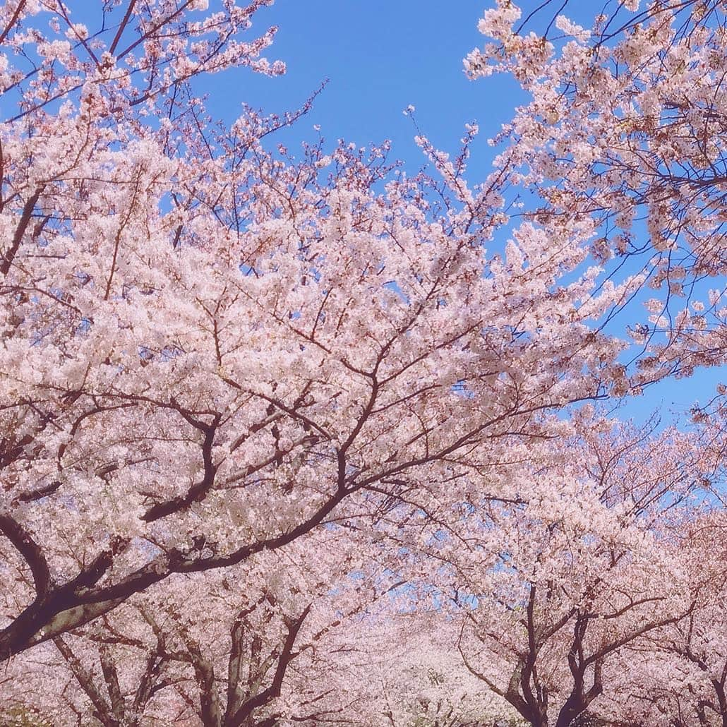 sakuraim(サクライム)公式・カイリーリップ当たるさんのインスタグラム写真 - (sakuraim(サクライム)公式・カイリーリップ当たるInstagram)「【サクライムstaff お花見レポート①】【スワイプしてね🎶】 皆様、アンバサダーキャンペーンにはたくさんのご応募ありがとうございました♪ . オフィス近くにある公園でランチがてら桜をパシャリ。 学生さんたちがバーベキューをしていて、 なんだかとっても懐かしい気持ちになりました😌 . 外に出るのが楽しくなる春本番、#sakuraim で毛穴ケアして #ヨリカワ になりましょう💗 . #ヨリカワ については公式HPを見てね @sakuraim_official . #サクライム #sakuraim #ヨリカワ #ホットアンドクール #ホットクレンジング #クール美容液 #毛穴ケア #毛穴対策 #本格毛穴対策ブランド #プチプラコスメ #美容 #化粧品 #コスメ #桜コスメ #コスメ好きさんと繋がりたい #美容好きな人と繋がりたい #美容マニア #化妆品 #桜 #桜満開 #お花見 #cherryblossom #japan_photo #daily_photo_jpn」4月5日 18時00分 - sakuraim_official