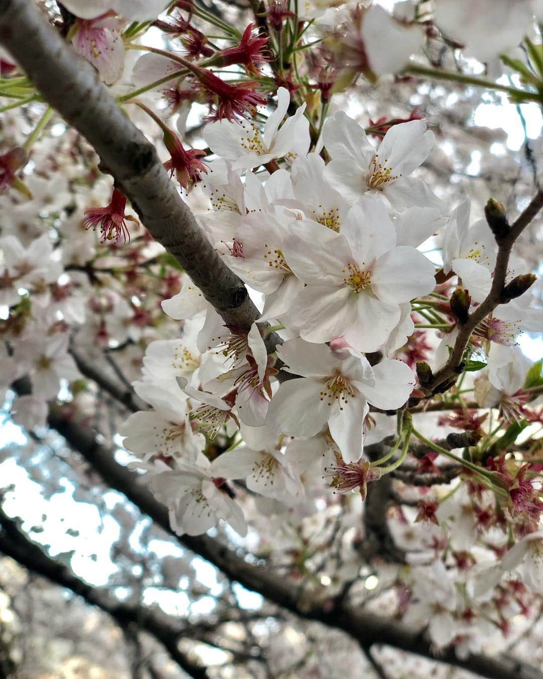 小芝風花さんのインスタグラム写真 - (小芝風花Instagram)「家族でお花見行ってきました🌸 今年も行けてよかった(｡・・｡)✨ #お花見 #桜」4月5日 18時00分 - fuka_koshiba_official