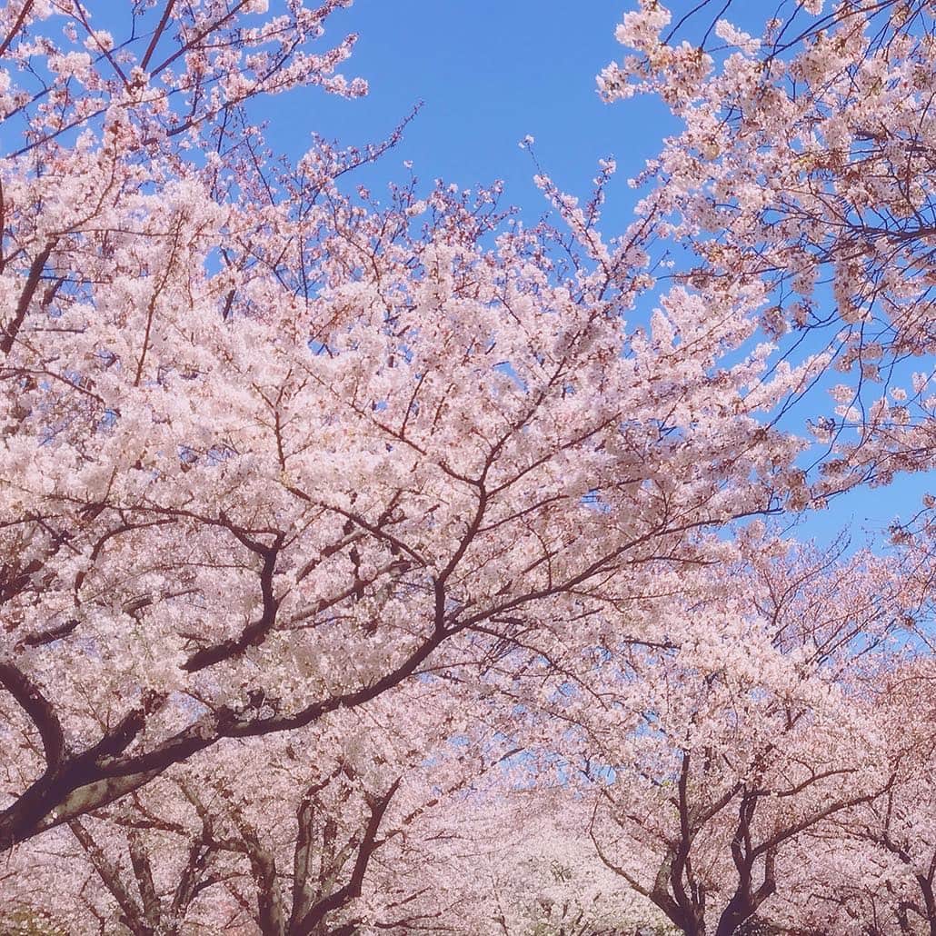 sakuraim(サクライム)公式・カイリーリップ当たるのインスタグラム：「【サクライムstaff お花見レポート①】【スワイプしてね🎶】 皆様、アンバサダーキャンペーンにはたくさんのご応募ありがとうございました♪ . オフィス近くにある公園でランチがてら桜をパシャリ。 学生さんたちがバーベキューをしていて、 なんだかとっても懐かしい気持ちになりました😌 . 外に出るのが楽しくなる春本番、#sakuraim で毛穴ケアして #ヨリカワ になりましょう💗 . #ヨリカワ については公式HPを見てね @sakuraim_official . #サクライム #sakuraim #ヨリカワ #ホットアンドクール #ホットクレンジング #クール美容液 #毛穴ケア #毛穴対策 #本格毛穴対策ブランド #プチプラコスメ #美容 #化粧品 #コスメ #桜コスメ #コスメ好きさんと繋がりたい #美容好きな人と繋がりたい #美容マニア #化妆品 #桜 #桜満開 #お花見 #cherryblossom #japan_photo #daily_photo_jpn」
