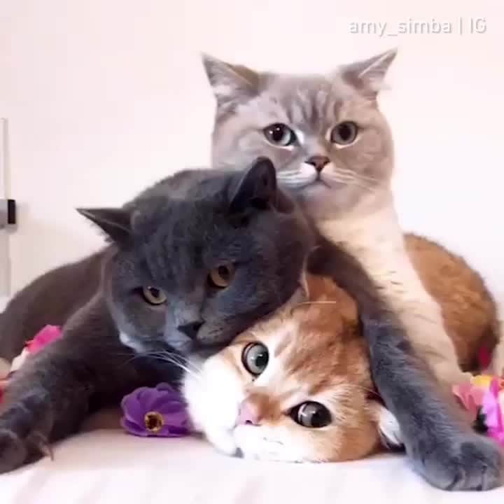 のインスタグラム：「Pyramid of cats⠀ ⠀ 📹@amy_simba⠀ ⠀ Want @9gag to feature your cat 🐾? Join our community and start sharing now 😺 Link in bio⠀ ⠀ #meowed #amysimba #TheColorCats」