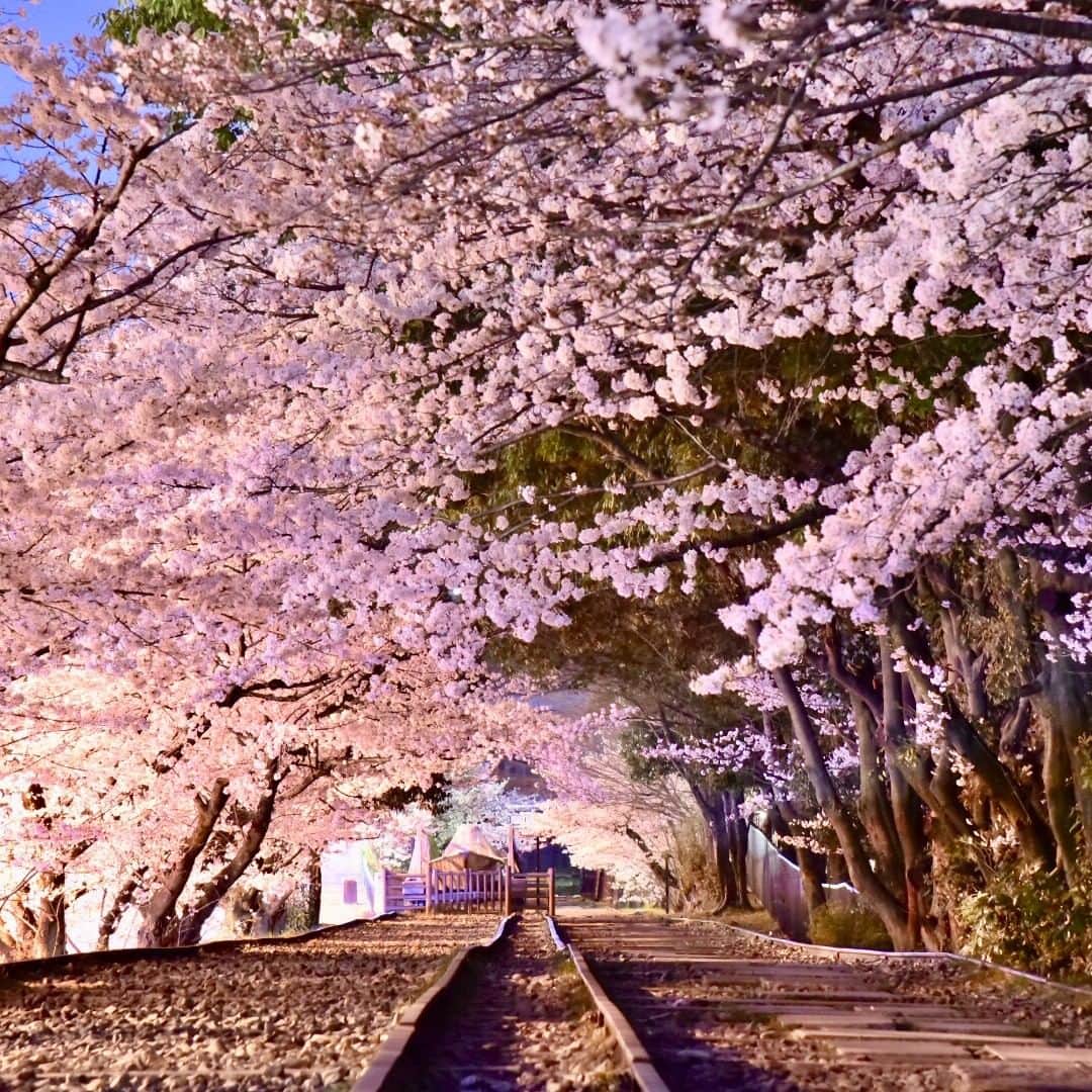 楽天トラベル さんのインスタグラム写真 - (楽天トラベル Instagram)「in Kyoto #京都 南禅寺すぐそばにある傾斜鉄道跡 #蹴上インクライン 🌸線路を覆うように約90本の桜並木が続いていて線路内を歩いて観賞することができます😉ライトアップは実施されていませんが、天気の良い夕暮れ時なら月明かりなどで照らされ幻想的な夜桜が楽しめるスポットです✨ . ********************* 📷フォトコンテスト開催中📷 もう一度行きたい旅先で撮影した写真に #楽天もう一度行きたい旅 をつけて投稿してね♪ 最優秀賞には3万円クーポンプレゼント😆 ********************* . #楽天トラベル #楽天  #rakutentravel #旅 #旅行 #旅に出よう #旅行好きな人と繋がりたい #travel #trip #日本 #japan #일본 #instagramjapan #IG_JAPAN #japantrip #kyoto #蹴上インクラインの桜 #桜 #夜桜 #桜の名所 #sakura #cherryblossom」4月5日 18時00分 - rakutentravel