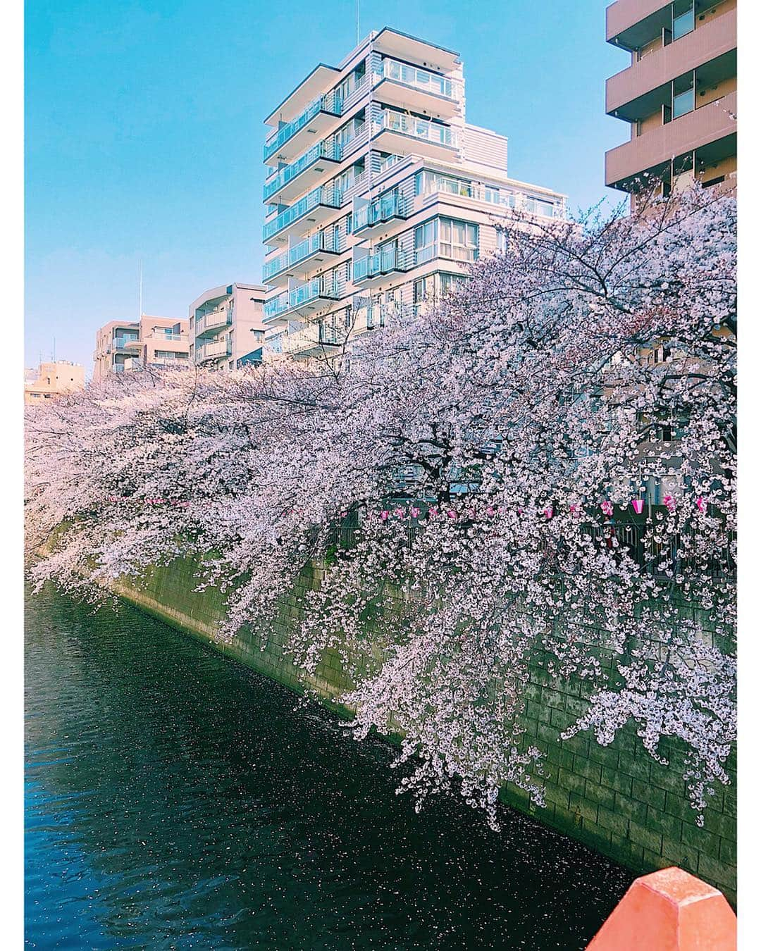 新井貴子さんのインスタグラム写真 - (新井貴子Instagram)「So happy to see SAKURA in Japan😆🌸💗🌸💗 . ずっと行ってみたかったお花見スポットで満開の桜を観られてラッキーだったー！✨桜の季節になると日本にある桜の木の多さに改めて驚かされる🌸」4月5日 18時07分 - kikoarai