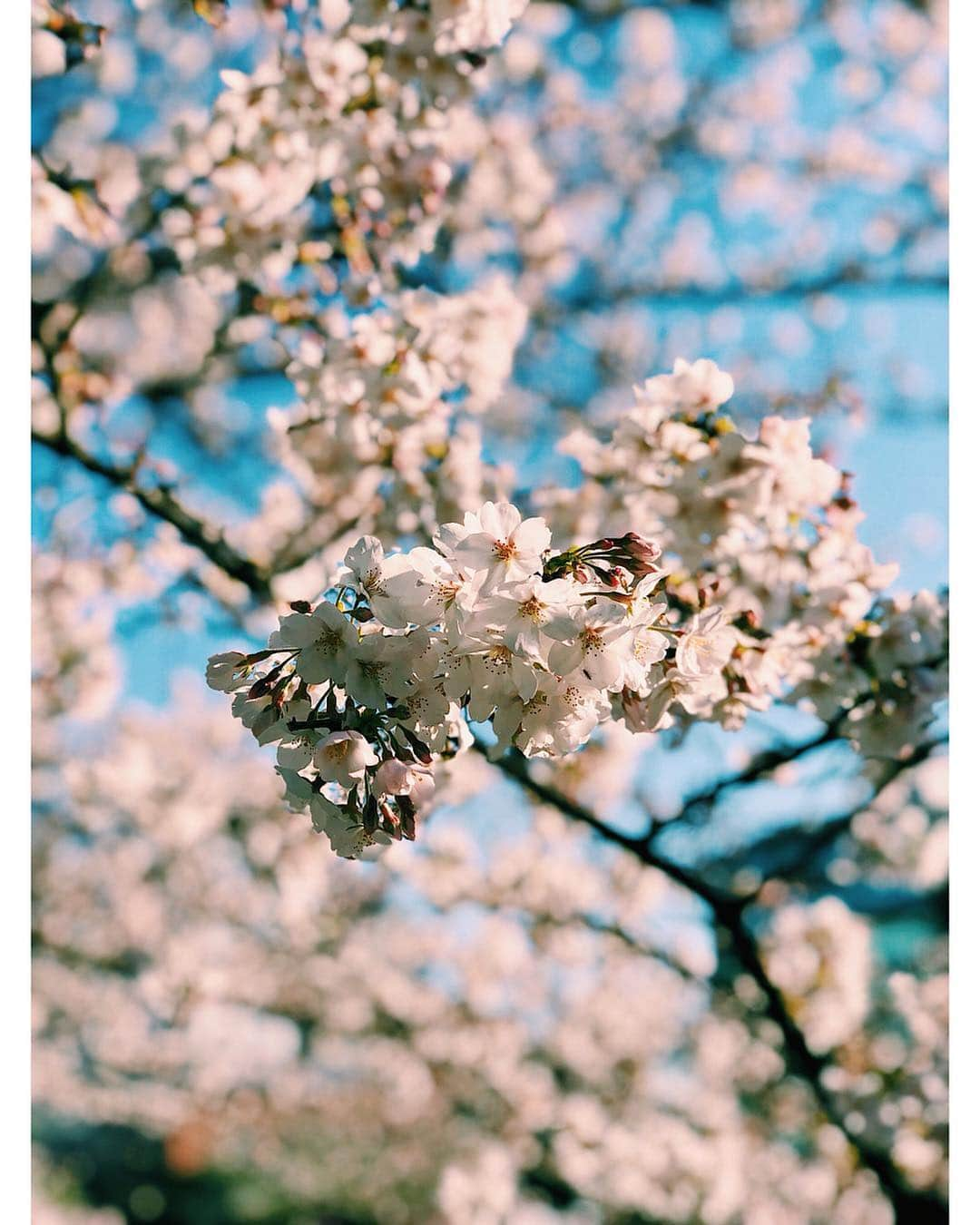 新井貴子さんのインスタグラム写真 - (新井貴子Instagram)「So happy to see SAKURA in Japan😆🌸💗🌸💗 . ずっと行ってみたかったお花見スポットで満開の桜を観られてラッキーだったー！✨桜の季節になると日本にある桜の木の多さに改めて驚かされる🌸」4月5日 18時07分 - kikoarai