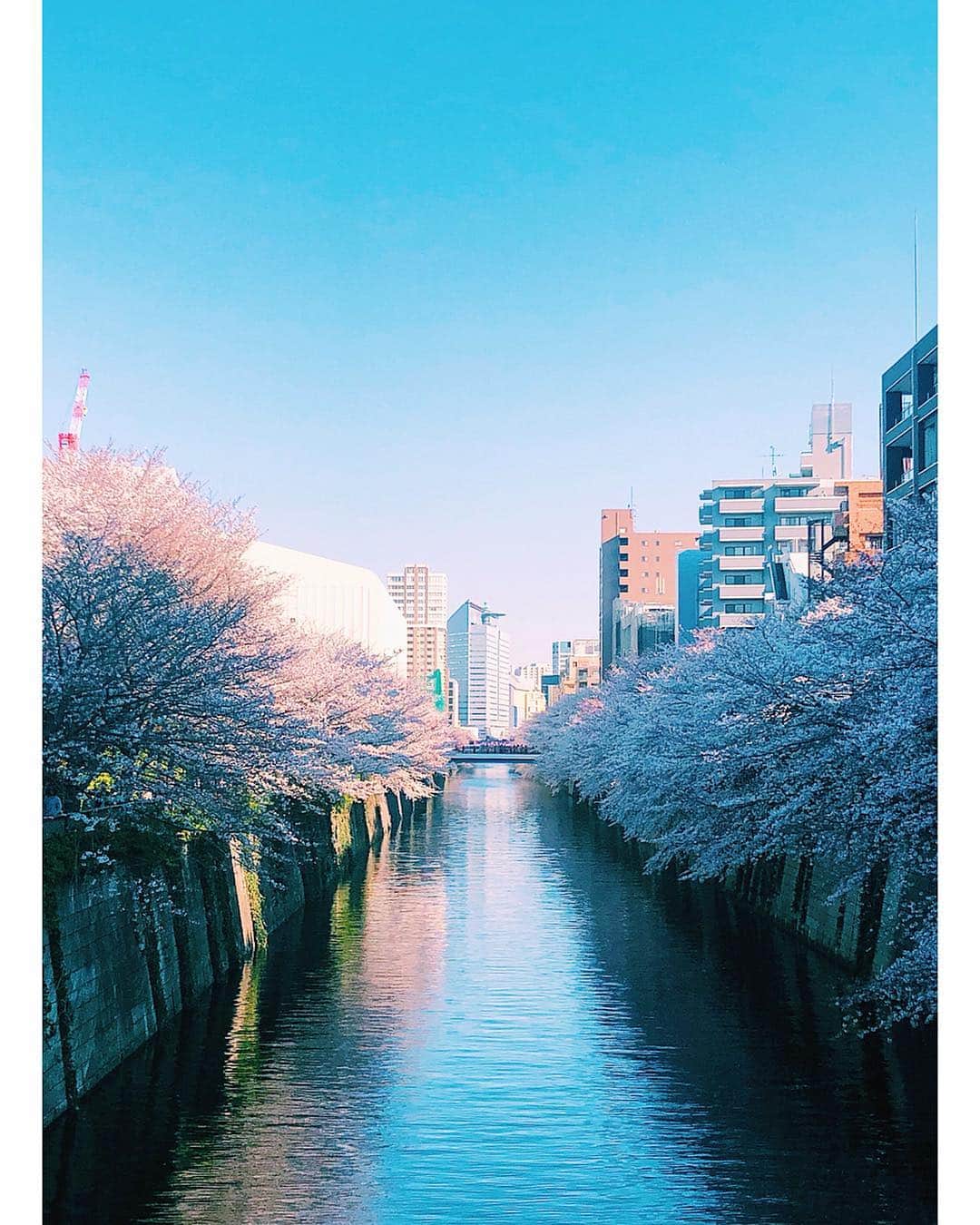 新井貴子さんのインスタグラム写真 - (新井貴子Instagram)「So happy to see SAKURA in Japan😆🌸💗🌸💗 . ずっと行ってみたかったお花見スポットで満開の桜を観られてラッキーだったー！✨桜の季節になると日本にある桜の木の多さに改めて驚かされる🌸」4月5日 18時07分 - kikoarai