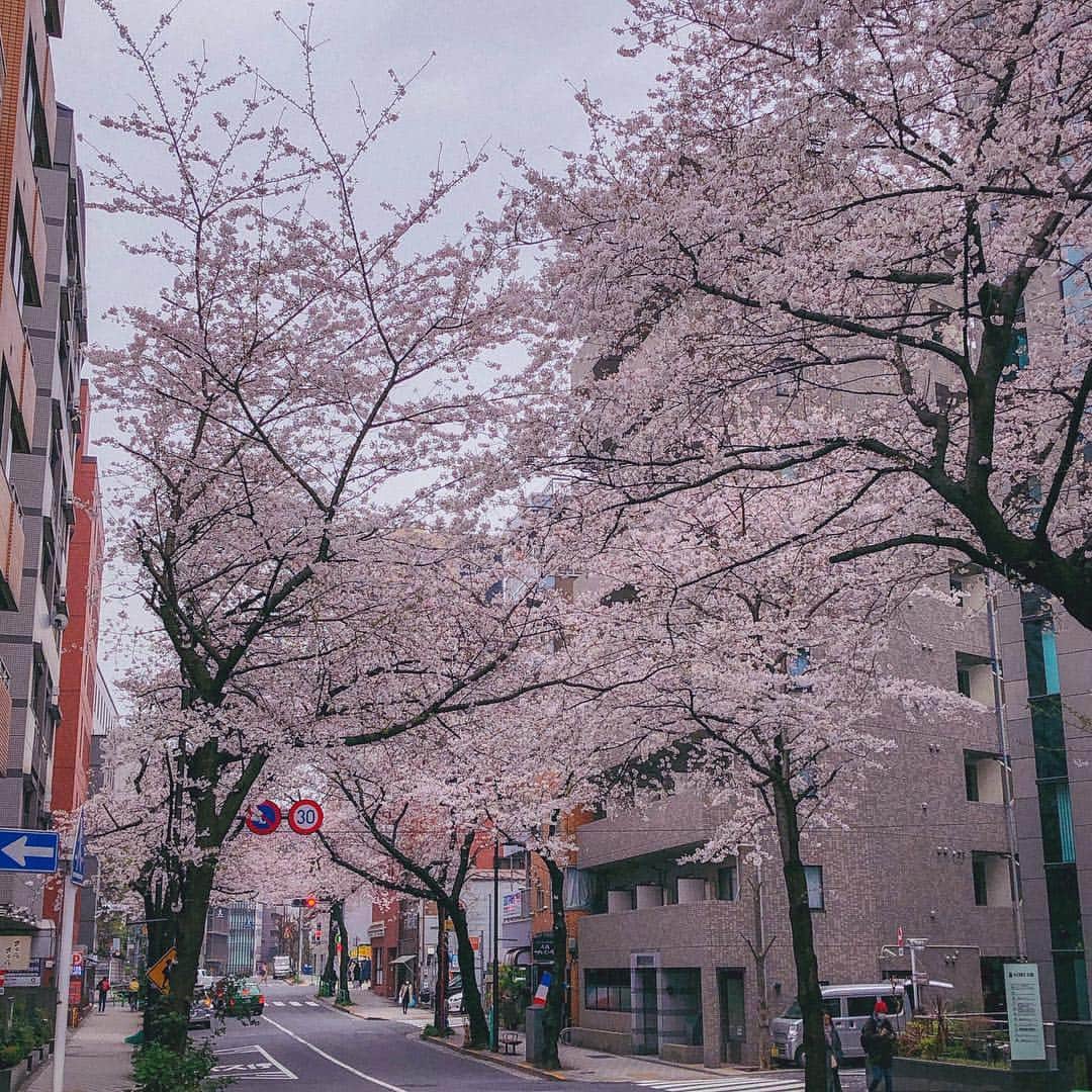 mimiさんのインスタグラム写真 - (mimiInstagram)「今日は天気が良かったけど 風が強くて… 桜吹雪が見れたけど 砂埃もすごくて 目開けれなかったよ😂 桜が散り始めるのさびしいな〜 写真は神保町の桜🌸 ・ #桜 #桜吹雪 #桜満開  #神保町 #桜道 #癒し #桜好き #sakura #jinboucho」4月5日 18時08分 - chan.mi3