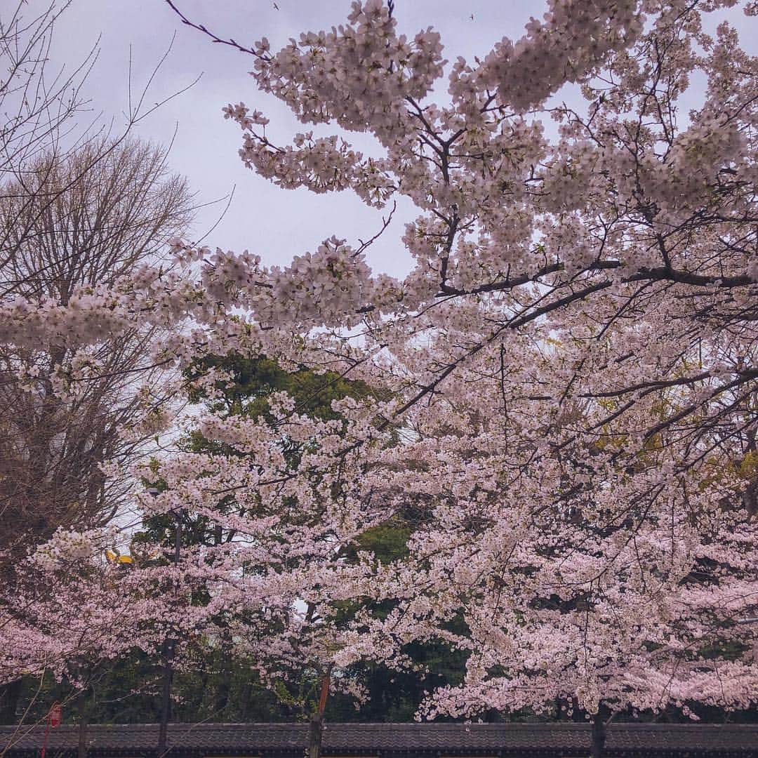 mimiさんのインスタグラム写真 - (mimiInstagram)「今日は天気が良かったけど 風が強くて… 桜吹雪が見れたけど 砂埃もすごくて 目開けれなかったよ😂 桜が散り始めるのさびしいな〜 写真は神保町の桜🌸 ・ #桜 #桜吹雪 #桜満開  #神保町 #桜道 #癒し #桜好き #sakura #jinboucho」4月5日 18時08分 - chan.mi3